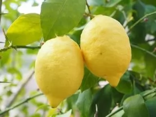 økologisk grønn perle te Lemon